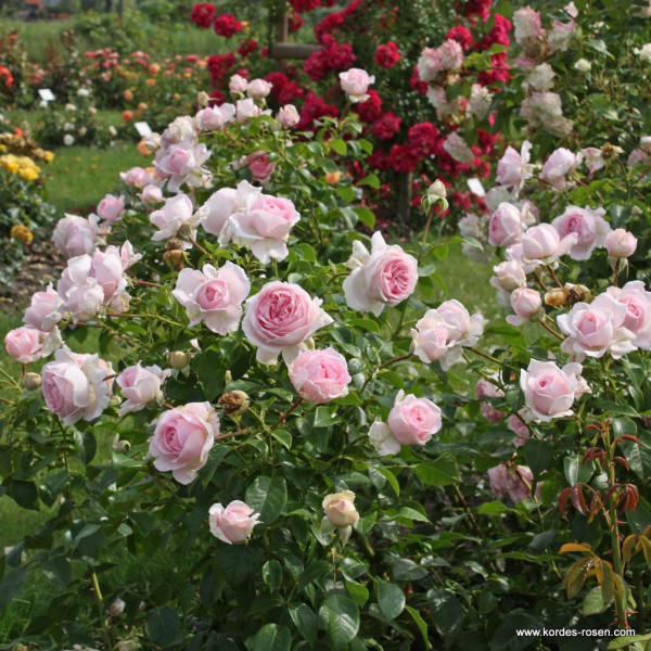 WELLENSPIEL® WELLENSPIEL®